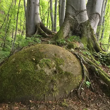 Dom wakacyjny Handmade Natural Forest *