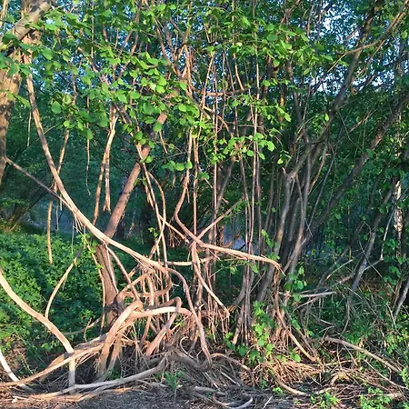 Nyaraló Handmade Natural Forest